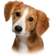 Bed & Biscuit Pet Hotel, Pet Boarding in Cape Town