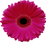 Burgess Florist Westville Durban